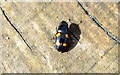 Beetle (No common name) Glischrochilus hortensis