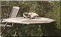 SX9065 : Cat on picnic table, Torre by Derek Harper