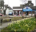NY3703 : Daffodils at Waterhead by Gerald England