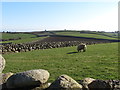 Drumlins in the Mullagh Valley south of Ballyveaghmore Road