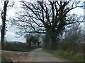 Mixed hedges and trees at Hillend Green