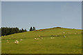 Sheep in a field near Pitillock, near Glenfarg