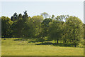 Sheep in a field at Arngask, near Glenfarg