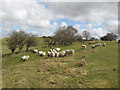 Pasture with sheep