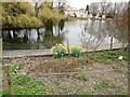 Daffodils by lake at Bletchley Park