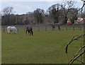 Paddocks and horses near Somerby