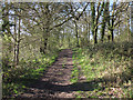 Track in Northlands Wood, Langdon Hills Country Park