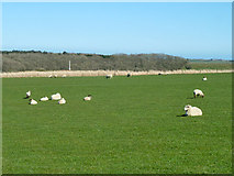 SY9479 : Sheep by path to Swyre Head by Robin Webster