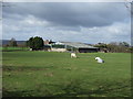 Grazing, Lea Hall Farm