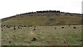 Farmland and felled forestry