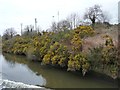 Flowering gorse along the Manchester Ship Canal