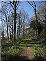 SS5512 : Path, Halsdon nature reserve by Derek Harper