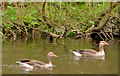 J3370 : Greylag geese, River Lagan, Belfast by Albert Bridge