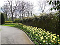 TQ2782 : Daffodils in St John's Wood Church grounds by Paul Gillett