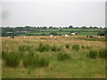 Rush pasture on former land fill site