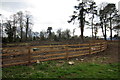 Tree felling in the primary school grounds