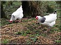 H5487 : Happy hens, Gorticashel Lower by Kenneth  Allen