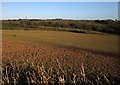 Field near Roborough