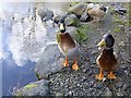 Friendly ducks, Creggan