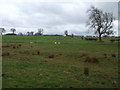 NZ0270 : Rough grazing, Clarewood by JThomas