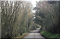 Tree lined lane at Furzedown Cottages