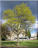 SO9422 : Spring leaves in Imperial Square, Cheltenham by David Hawgood