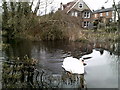 Swan on the River Chess, Chesham, Buckinghamshire