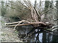 River Chess at Chesham