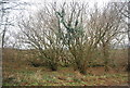 SX9176 : Scrubby trees, Little Haldon by N Chadwick