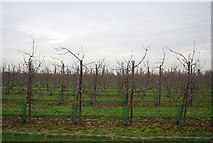 TR2458 : Orchard by Preston Hill by N Chadwick