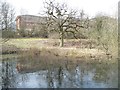 Pond and tree from the boardwalk