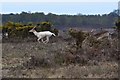 SU1710 : White fallow deer, galloping by David Martin
