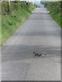 A grey squirrel on the Ballywillwill Road