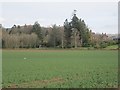 Oilseed rape, Auchterarder