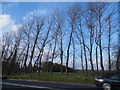 Trees by the A21, Lamberhurst Quarter