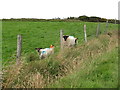 Sheep on improved grazing land on the north side of Dree Hill