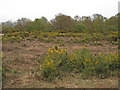 TL8814 : Gorse on Tiptree Heath by Roger Jones