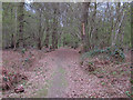 TL8513 : Path in Shut Heath Wood, Little Braxted  by Roger Jones