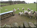 Grazing field beside the A523 and Hunthouse Plantation