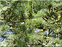 NS5420 : Cedar at Dumfries House - close up of foliage by M J Richardson
