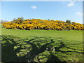 Gorse bank