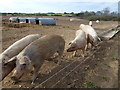 TF7921 : Happy pigs in Norfolk by Richard Humphrey