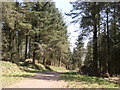 Track into the woods from Sheepwash Hill