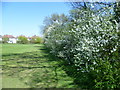 Hawthorn blossom at Manor Park Recreation Ground