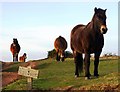 SS9347 : Horses near Selworthy Beacon by nick macneill