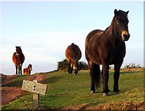 SS9347 : Horses near Selworthy Beacon by nick macneill