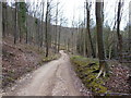 Cotswold Way in Witcombe Wood