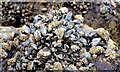 J4080 : Mussel shells, Cultra by Albert Bridge