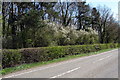 Birch Copse by the A413