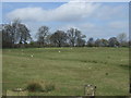 Grazing near Cocken Bridge